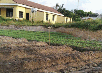 From Pilot Plots to Premium Markets: Vinh Loc’s Blueprint for Profitable, Clean Agriculture