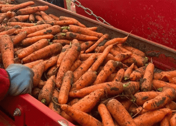Benchmarking Success: Novgorod’s Carrot Harvest Reveals the Impact of Integrated Crop Management