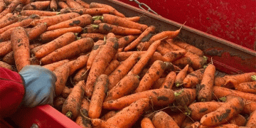 Benchmarking Success: Novgorod’s Carrot Harvest Reveals the Impact of Integrated Crop Management