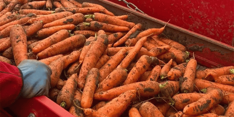 Benchmarking Success: Novgorod’s Carrot Harvest Reveals the Impact of Integrated Crop Management