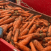 Benchmarking Success: Novgorod’s Carrot Harvest Reveals the Impact of Integrated Crop Management