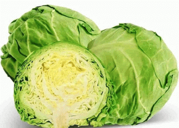 Forged in Frost: Three Cabbage Varieties Engineered for Siberian Success