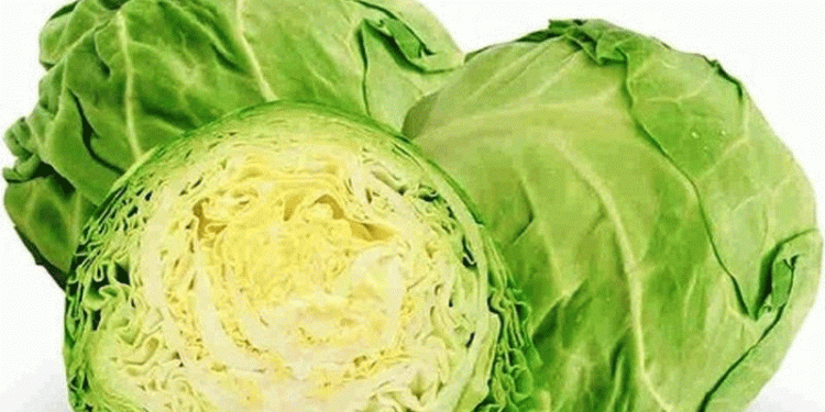 Forged in Frost: Three Cabbage Varieties Engineered for Siberian Success
