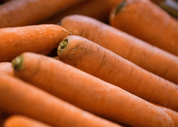 Sowing Seeds in Snow: A Bold Experiment to Unlock Winter’s Potential for Carrots