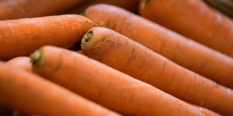 Sowing Seeds in Snow: A Bold Experiment to Unlock Winter’s Potential for Carrots
