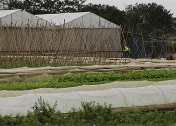 From Price-Takers to Market-Makers: How One Village is Rewriting the Rules of Vegetable Farming in Vietnam