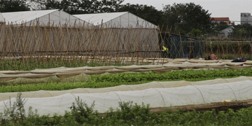 From Price-Takers to Market-Makers: How One Village is Rewriting the Rules of Vegetable Farming in Vietnam