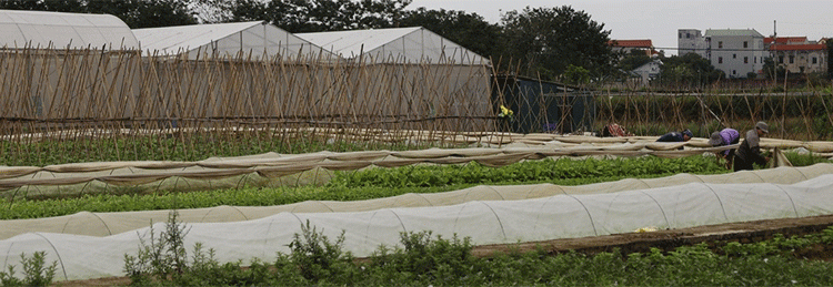 From Price-Takers to Market-Makers: How One Village is Rewriting the Rules of Vegetable Farming in Vietnam