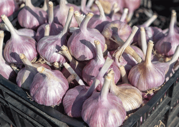 A Fly in the Ointment: Phytosanitary Interception Highlights Global Trade’s Insect Threat