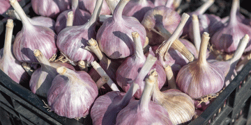 A Fly in the Ointment: Phytosanitary Interception Highlights Global Trade’s Insect Threat