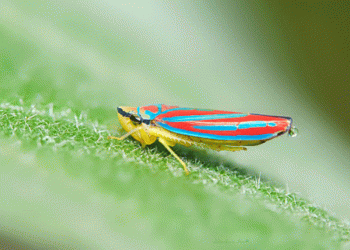 The Microbial Mastermind: How Insect-Borne Bacteria Forged a New Super-Pest