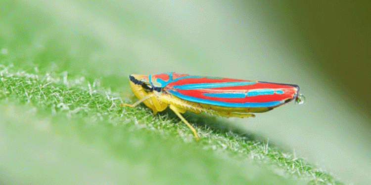 The Microbial Mastermind: How Insect-Borne Bacteria Forged a New Super-Pest