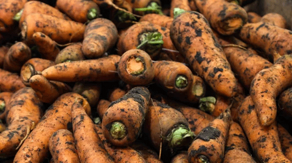 The Silent Shipment: 347 Tons of Produce Slip into Kuzbass, Bypassing Critical Food Safety Gates