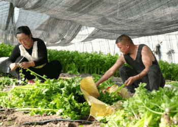From High-Altitude Greenhouses to High-Demand Tables: The Rise of Winter Organic Vegetables in Xinjiang