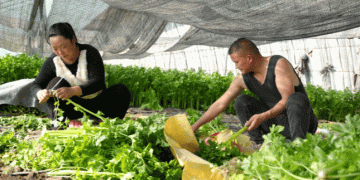 From High-Altitude Greenhouses to High-Demand Tables: The Rise of Winter Organic Vegetables in Xinjiang