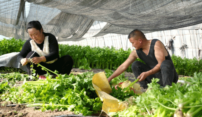 From High-Altitude Greenhouses to High-Demand Tables: The Rise of Winter Organic Vegetables in Xinjiang
