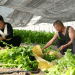 From High-Altitude Greenhouses to High-Demand Tables: The Rise of Winter Organic Vegetables in Xinjiang