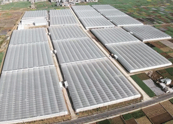 From “Digital Soil” to Global Plates: How Midu County is Building a Model for the High-Tech Organic Farm of the Future