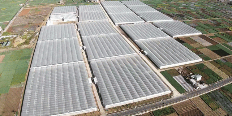 From “Digital Soil” to Global Plates: How Midu County is Building a Model for the High-Tech Organic Farm of the Future