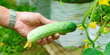 Resilience and Recovery: Hà Tĩnh Farmers Race Against Time to Supply Tết Market