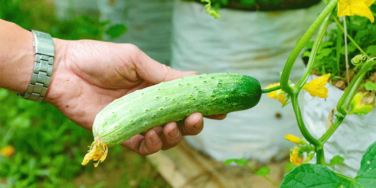 Resilience and Recovery: Hà Tĩnh Farmers Race Against Time to Supply Tết Market