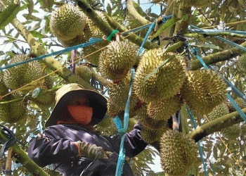 Decoding Vietnam’s $8.5B Fruit & Vegetable Boom: A Blueprint for Export-Led Growth