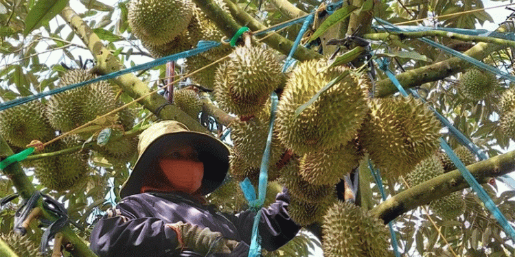 Decoding Vietnam’s $8.5B Fruit & Vegetable Boom: A Blueprint for Export-Led Growth