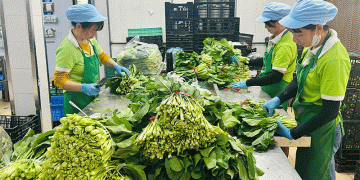The Data-Driven Farm: How Hanoi’s 400,000-Ton Ambition is Redefining Urban Agriculture