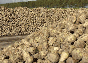 Beet to Sweet: Decoding Bashkortostan’s Record Sugar Beet Yield and Processing Surge