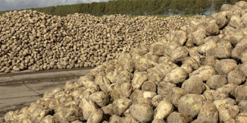 Beet to Sweet: Decoding Bashkortostan’s Record Sugar Beet Yield and Processing Surge
