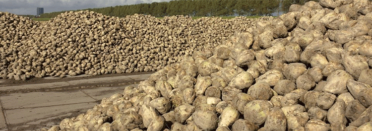 Beet to Sweet: Decoding Bashkortostan’s Record Sugar Beet Yield and Processing Surge