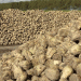 Beet to Sweet: Decoding Bashkortostan’s Record Sugar Beet Yield and Processing Surge
