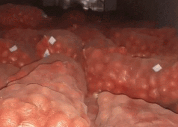 Border Block: How Missing Labels Halted 40 Tons of Onions and Why Traceability is Non-Negotiable