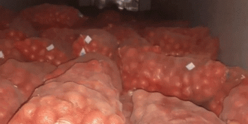 Border Block: How Missing Labels Halted 40 Tons of Onions and Why Traceability is Non-Negotiable