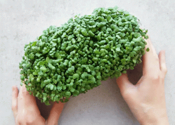 Watercress: From CDC Superfood to a Potential Niche Crop for Diversified Farms