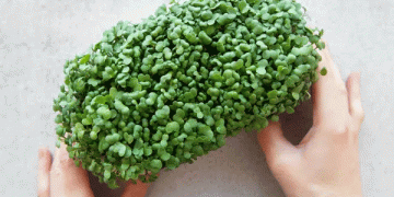 Watercress: From CDC Superfood to a Potential Niche Crop for Diversified Farms