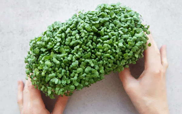 Watercress: From CDC Superfood to a Potential Niche Crop for Diversified Farms