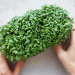 Watercress: From CDC Superfood to a Potential Niche Crop for Diversified Farms