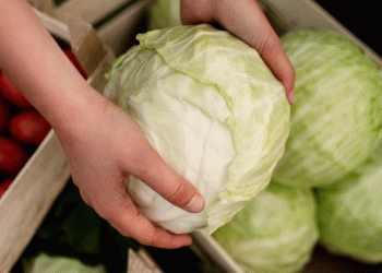 Border Vigilance: How Stringent Controls Are Safeguarding Agriculture in Russia’s Altai Krai