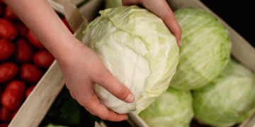 Border Vigilance: How Stringent Controls Are Safeguarding Agriculture in Russia’s Altai Krai